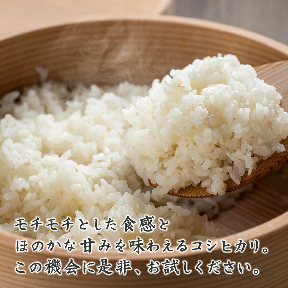 【白米】匠の一粒 コシヒカリ 20kg(10kg×2袋) 精白米 国産 複数原料米 ブレンド米 国産コシヒカリ100％ 送料無料 精米工場からの直送品