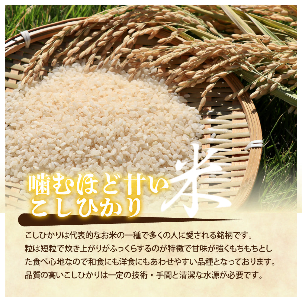 【白米】静岡県 上垂木産 こしひかり 30kg(5kg×6袋) 精白米 国産 令和6年産 静岡県産 コシヒカリ 国産コシヒカリ100％ 送料無料