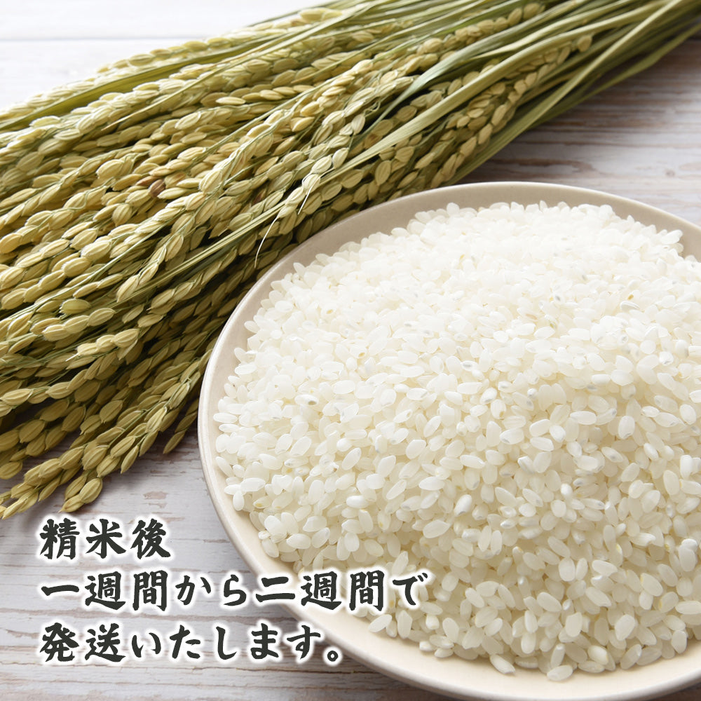 【白米】 丹波産 コシヒカリ 10kg(5kg×2袋) 兵庫県産 こしひかり 令和6年産 単一原料米 送料無料 精米工場からの直送品