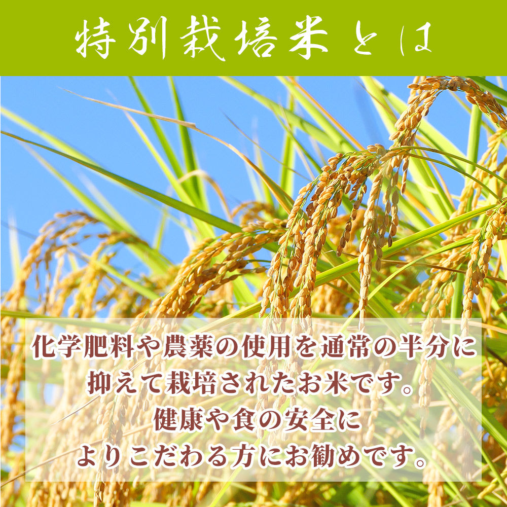 【白米】 令和7年産 特別栽培米 丹波産 コシヒカリ 30kg(5kg×6袋) 兵庫県産 こしひかり 単一原料米 送料無料 精米工場からの直送品