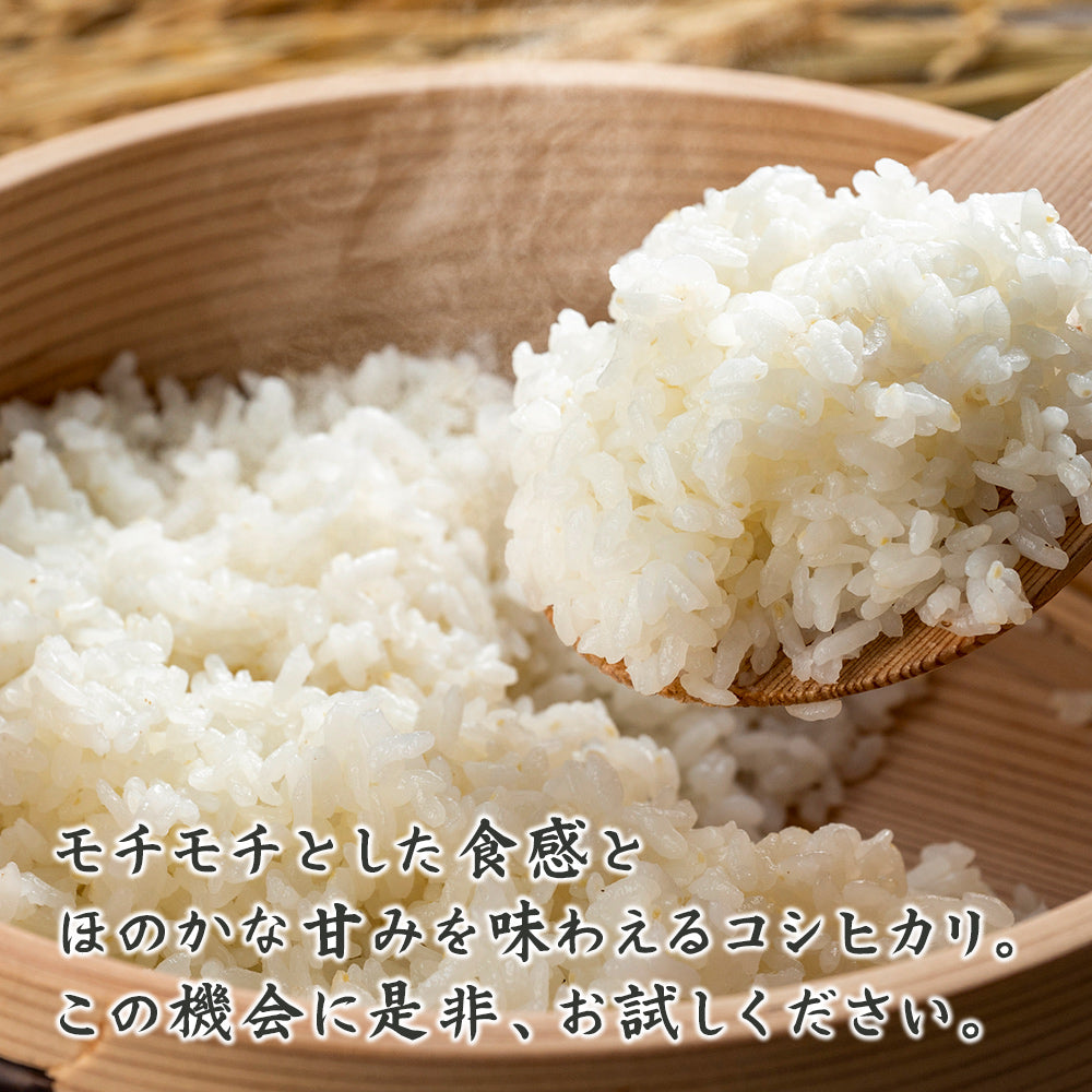 【白米】 令和7年産 特別栽培米 丹波産 コシヒカリ 30kg(5kg×6袋) 兵庫県産 こしひかり 単一原料米 送料無料 精米工場からの直送品