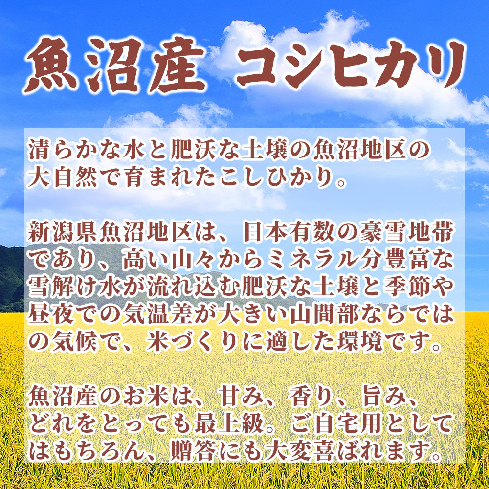 【アウトレット商品】【白米】令和6年産 魚沼産 コシヒカリ 10kg(5kg×2袋) 国産 新潟県産 こしひかり お米 白米 米  (精米時期2024年9月中旬)